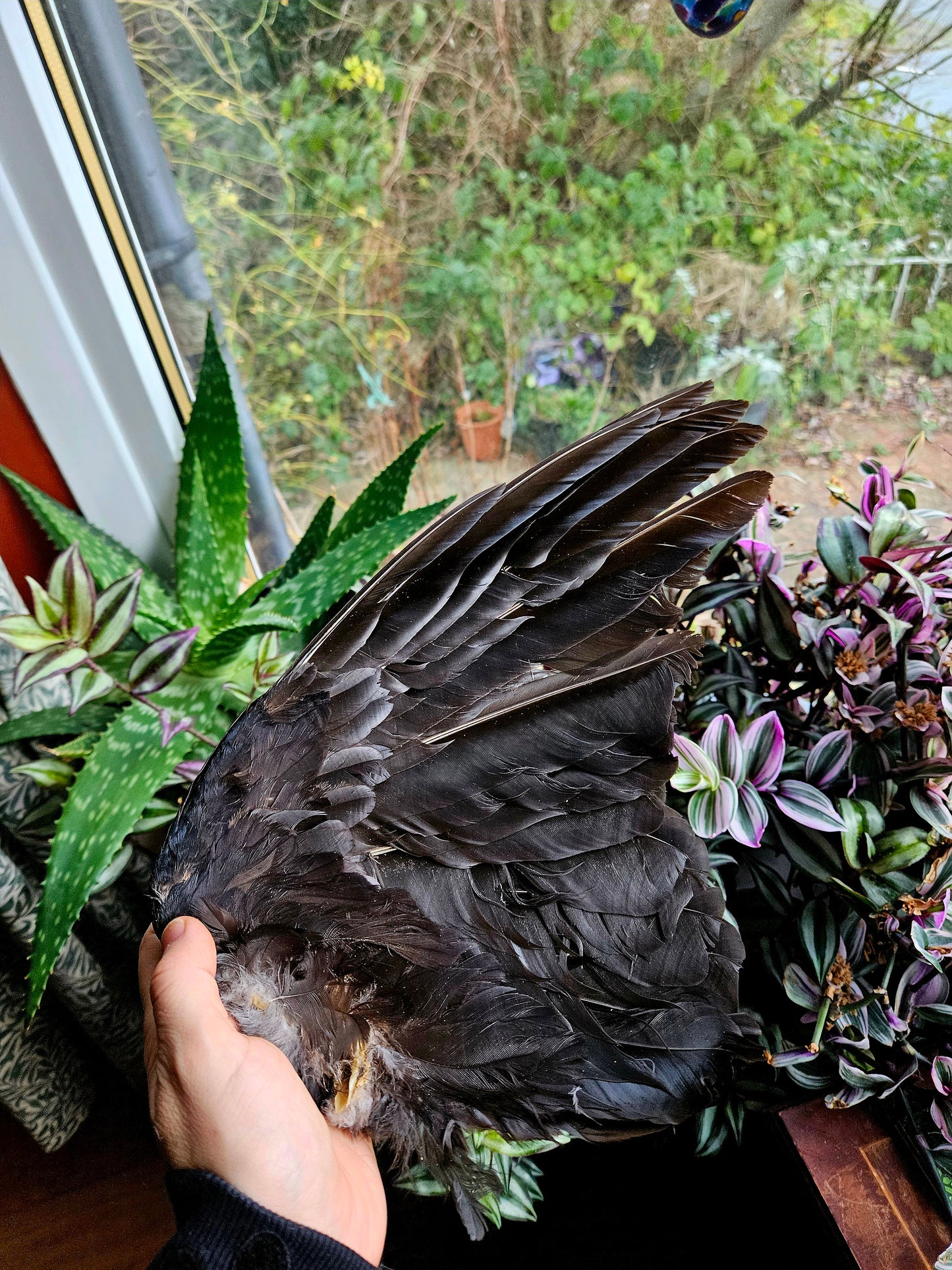 Carrion Crow Wings - Pair