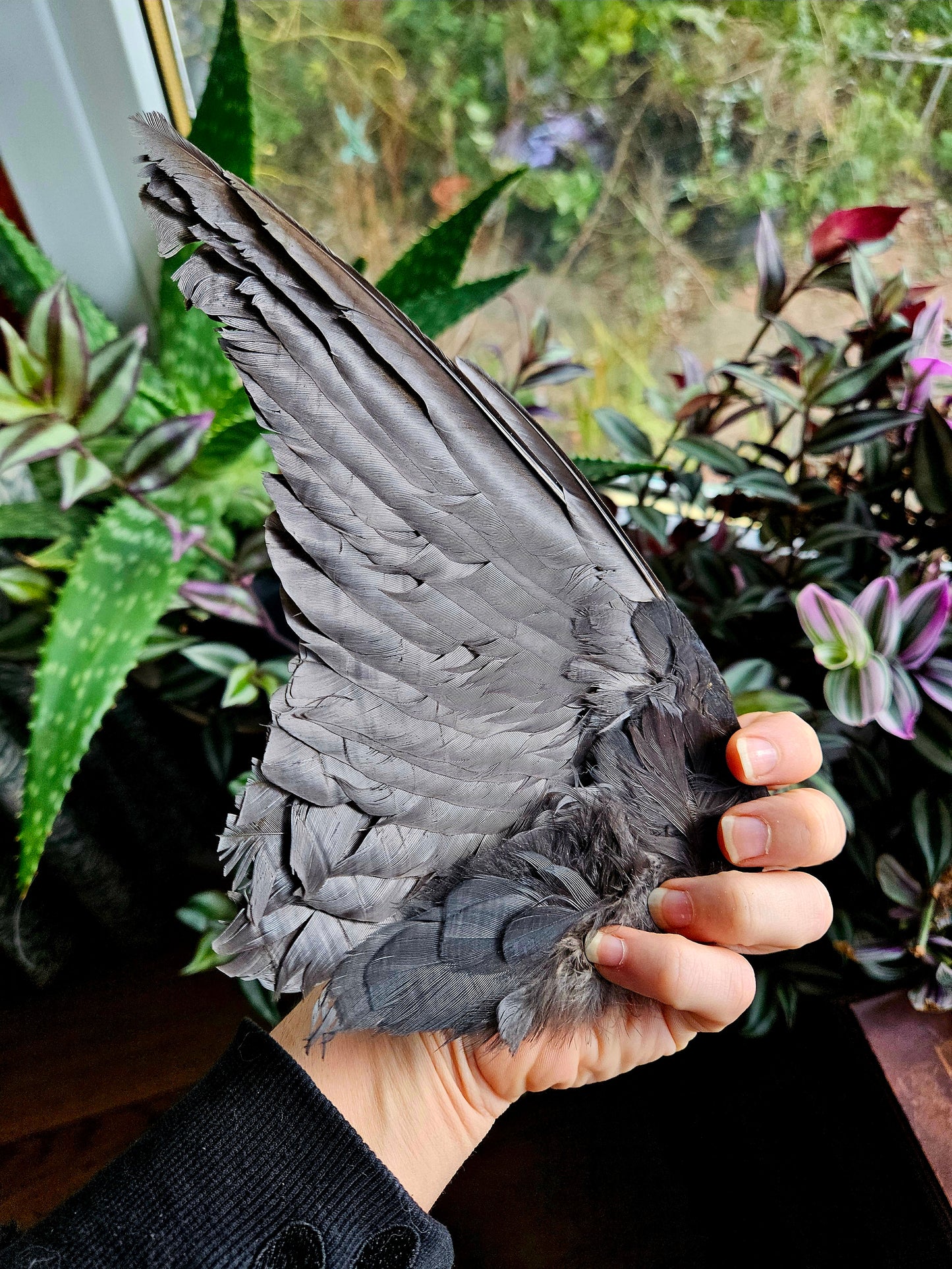 Jackdaw Wings - Pair