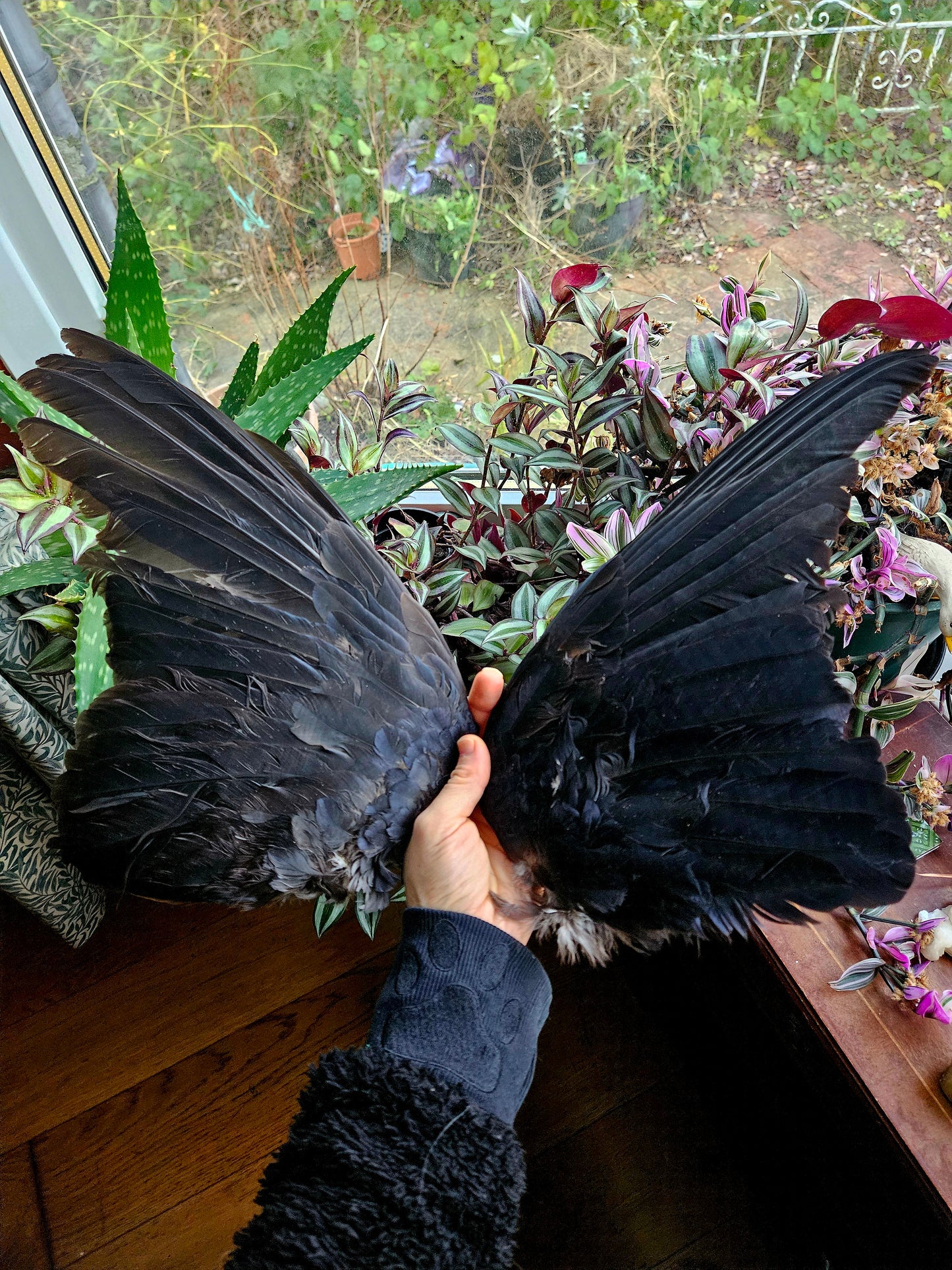 Carrion Crow Wings - Pair