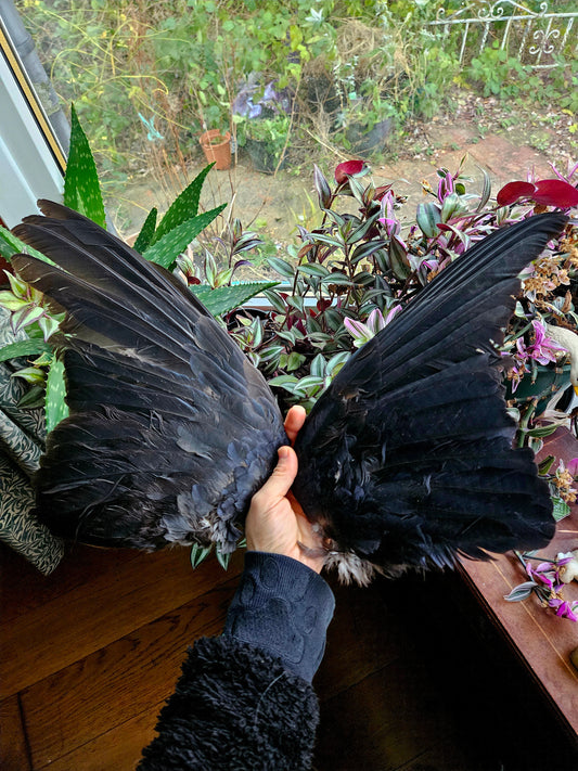 Carrion Crow Wings - Pair
