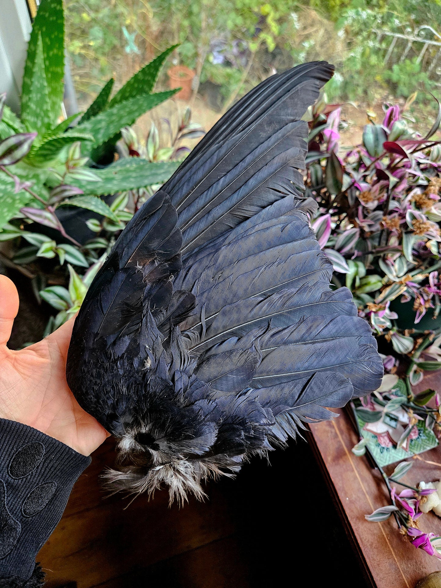 Carrion Crow Wings - Pair