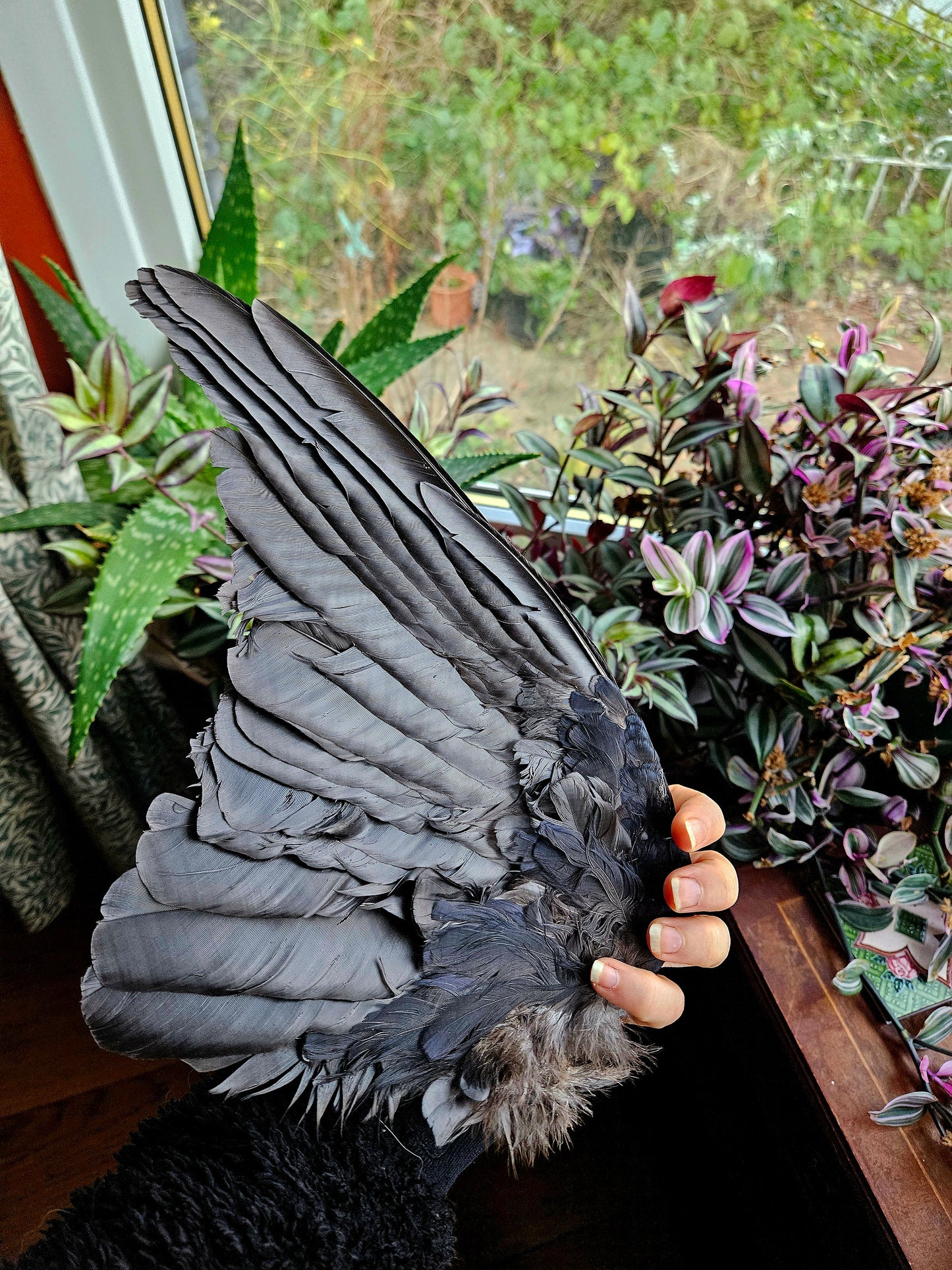 Carrion Crow Wings - Pair