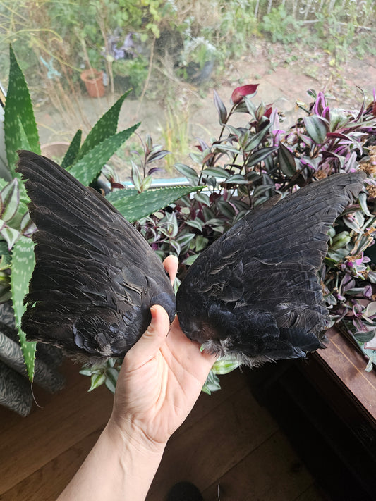 Jackdaw Wings - Pair