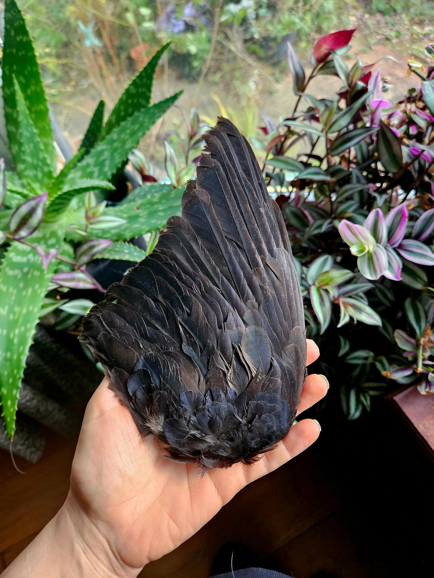 Jackdaw Wings - Pair