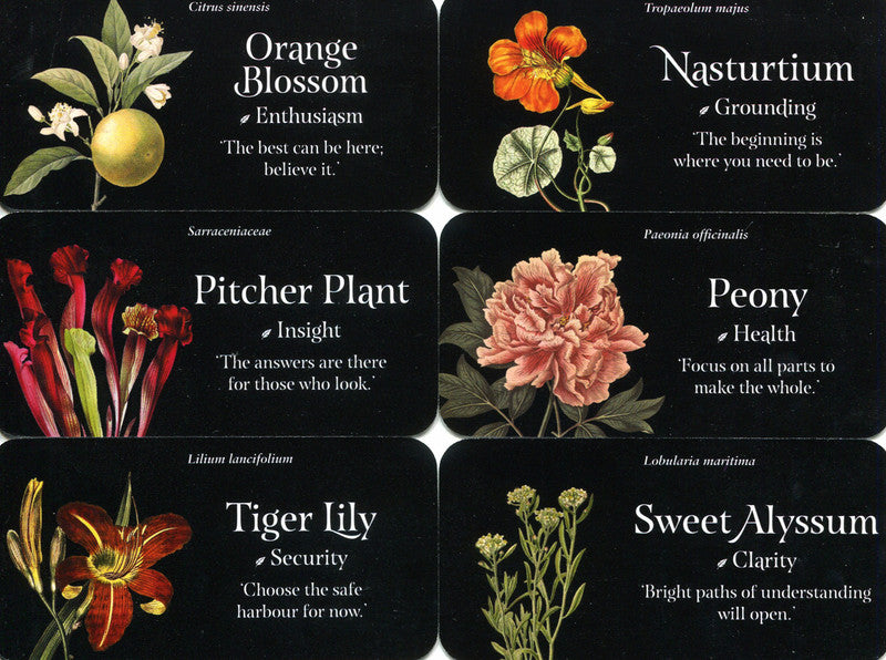 The Language Of Flowers Mini Cards - Cheralyn Darcey